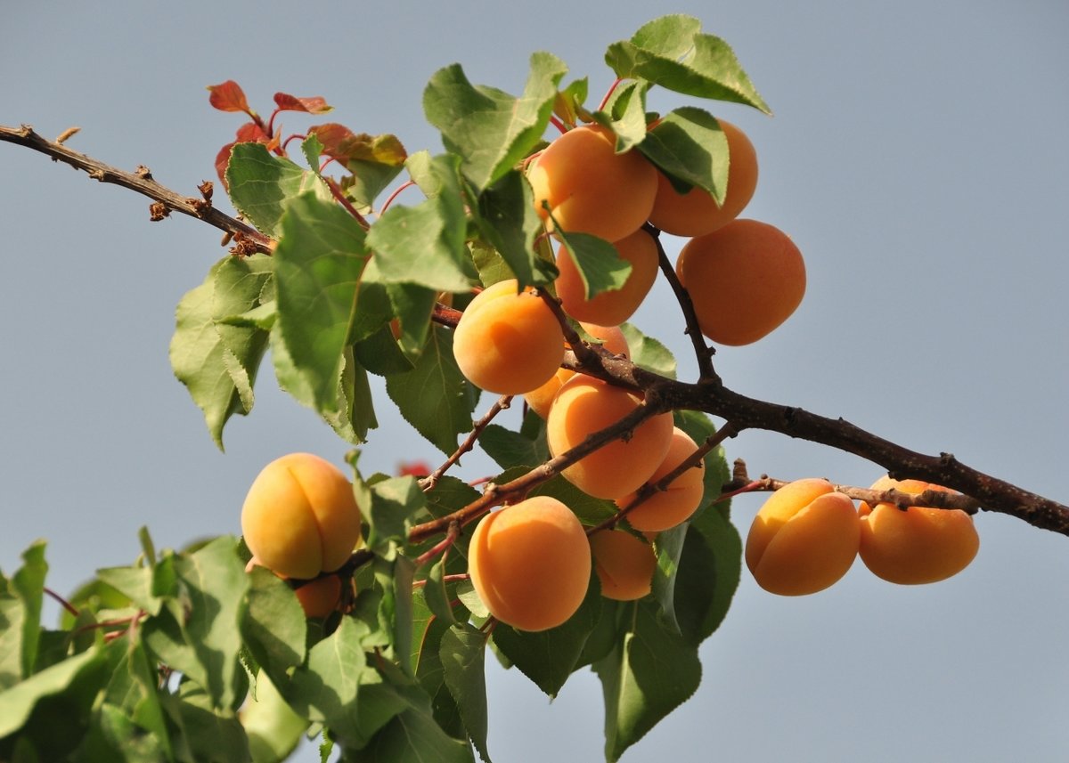 Фото абрикосов и персиков. Абрикос сеянец дерево. Абрикос персиковый дерево. Абрикос Гвиани. Дерево нектарина ,абрикоса.