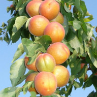 Колоновидный абрикос Цунами
