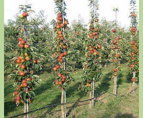 Колоновидная яблоня Валюта : купить саженцы в Москве с доставкой и понизкой цене