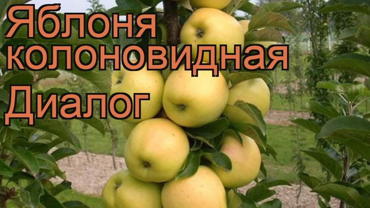 Колоновидная яблоня Диалог: купить саженцы в Москве с доставкой и по низкойцене