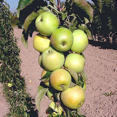 Колоновидная яблоня Гирлянда: купить саженцы в Москве с доставкой и понизкой цене
