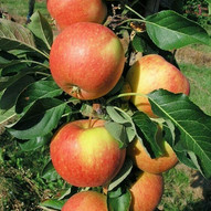 Колоновидная яблоня Кумир