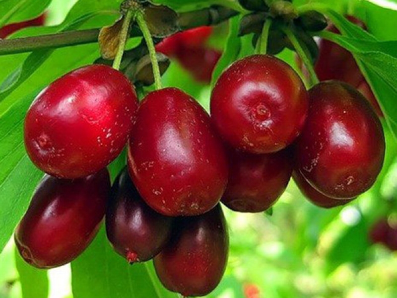 Кизил Евгения: форма плодов и их вкусовые качества
