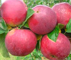 Яблоня Орлик: купить саженцы и крупномеры из питомника Плодовый Сад
