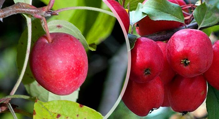 Яблоня Китайка Красная Фото