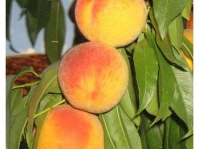Персик донецкий желтый