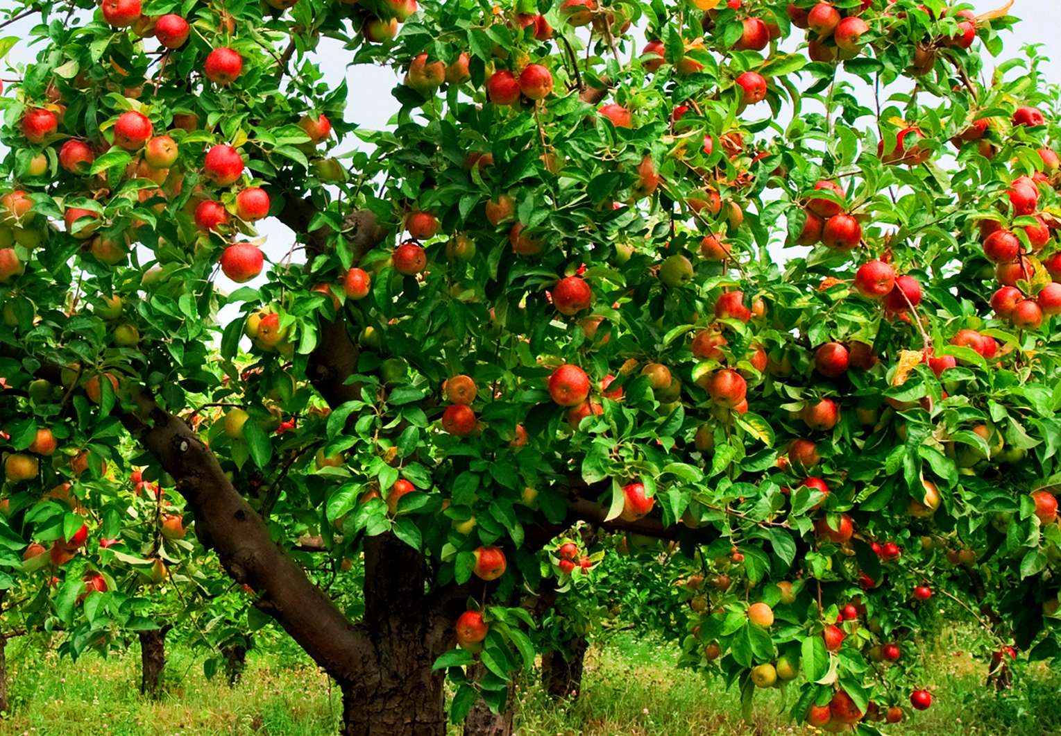 Купить плодовых в беларуси. Яблоня поспех. Веллспур яблоня. Яблоня плодовая Фуджи. Яблоня Кримсон.