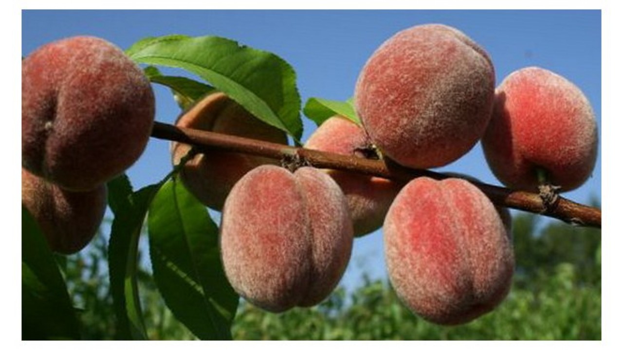 Персик Пушистый Ранний: купить саженцы и крупномеры из питомника ПлодовыйСад